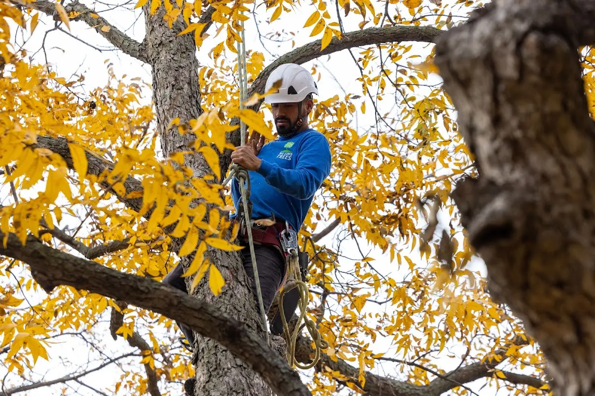 Skilled Tree Trimming crew working in Maywood